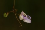 Decorsea schlechteri