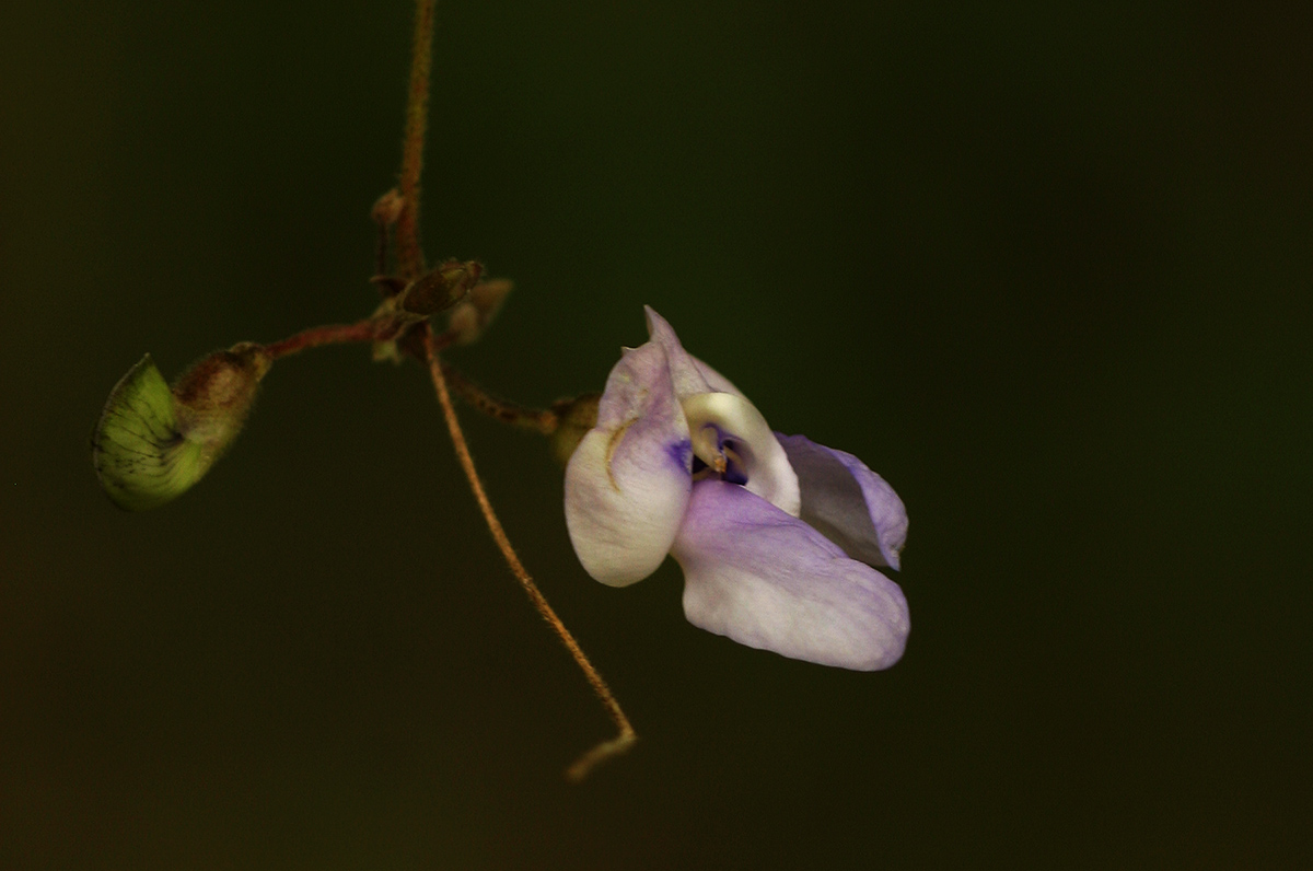 Decorsea schlechteri