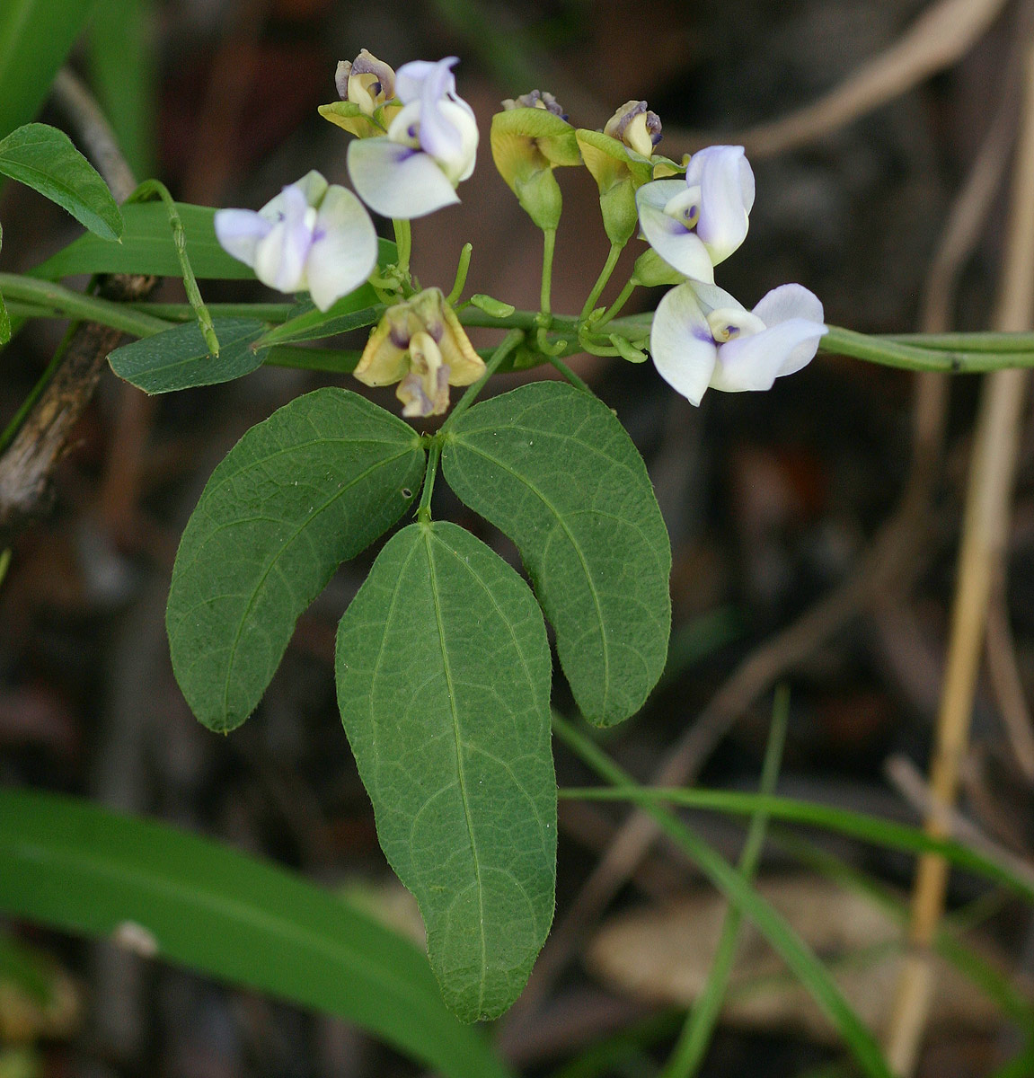 Decorsea schlechteri