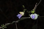 Decorsea schlechteri
