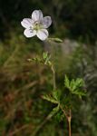 Geranium incanum subsp. nyassense