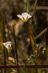 Geranium incanum subsp. nyassense