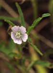 Monsonia angustifolia