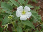 Monsonia glauca