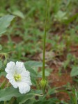 Monsonia glauca