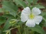 Monsonia glauca