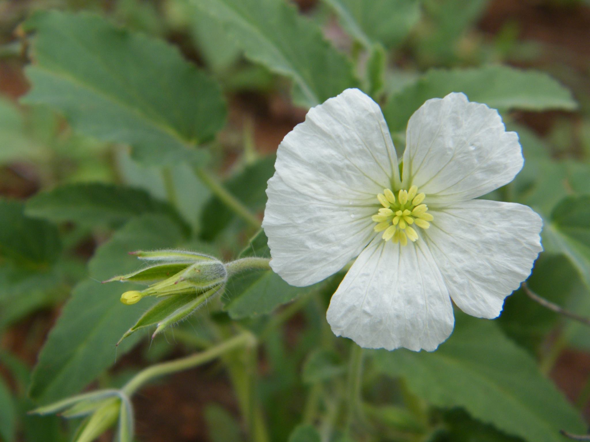 Monsonia glauca