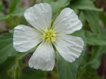 Monsonia glauca