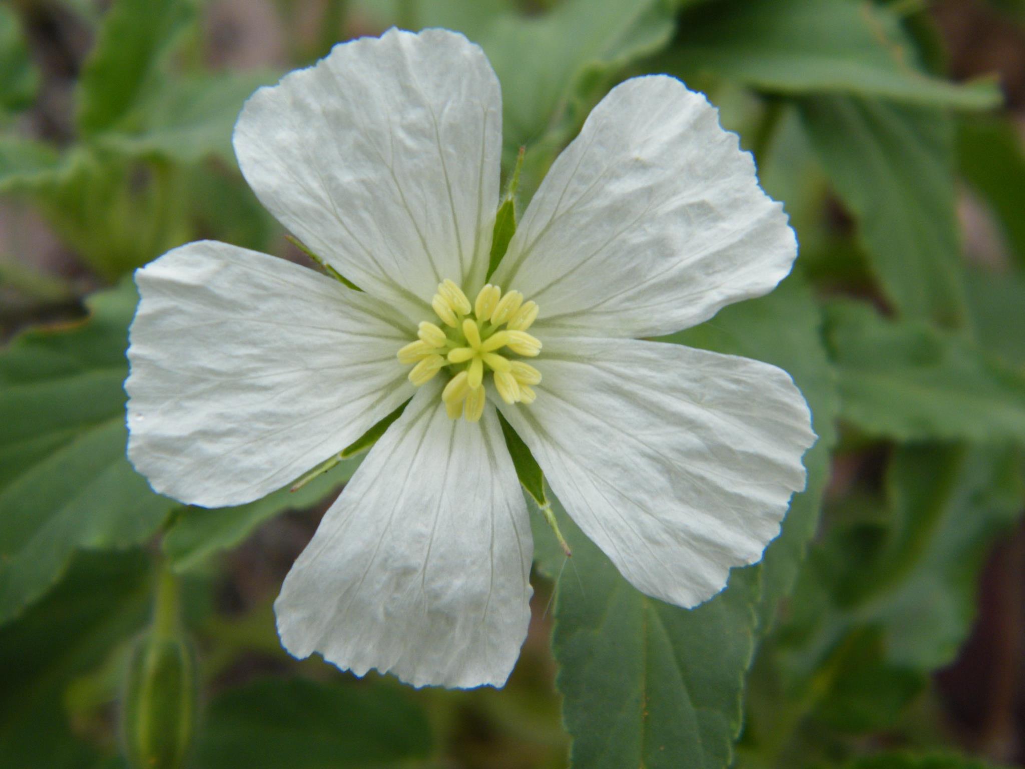 Monsonia glauca