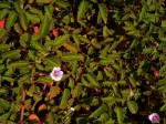 Monsonia senegalensis
