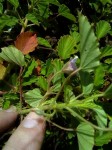 Monsonia senegalensis