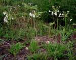 Pelargonium luridum