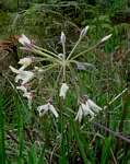 Pelargonium luridum