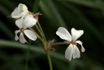 Pelargonium luridum