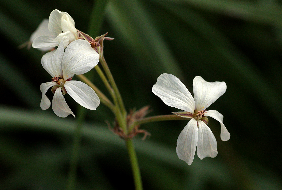 Pelargonium luridum