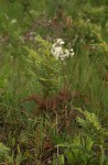 Pelargonium luridum