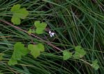 Pelargonium mossambicense