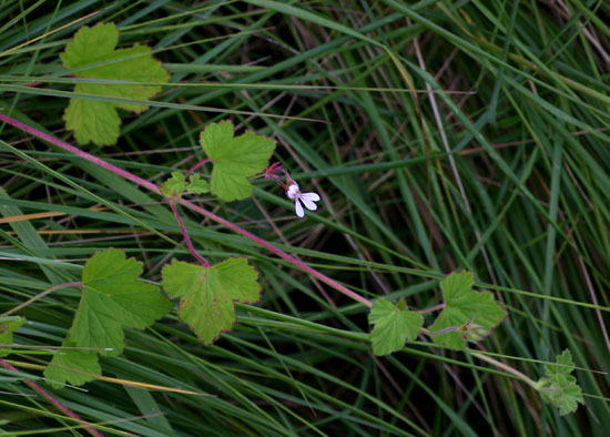 Pelargonium mossambicense