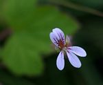 Pelargonium mossambicense