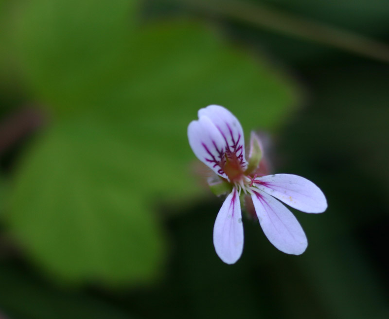 Pelargonium mossambicense