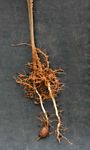 Oxalis semiloba subsp. semiloba