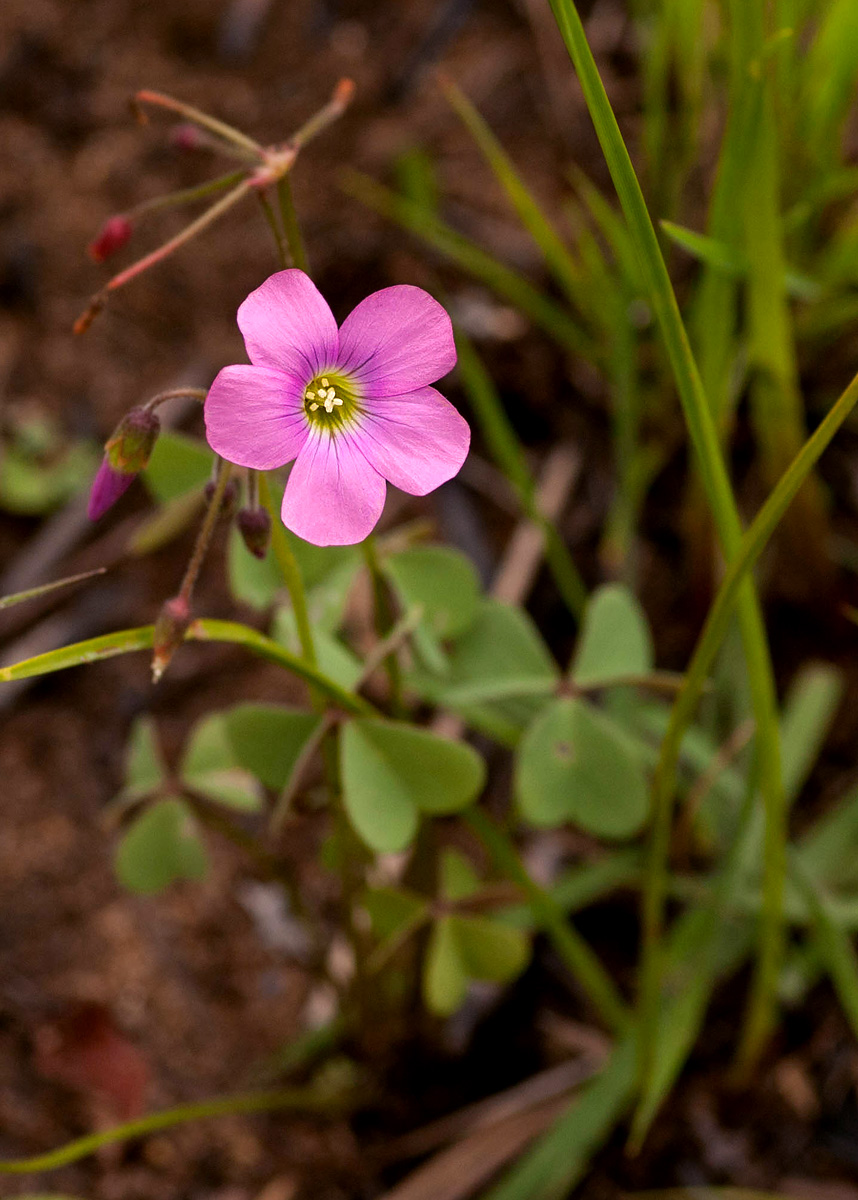 Oxalis semiloba subsp. semiloba