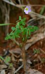 Oxalis semiloba subsp. semiloba