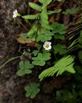 Oxalis semiloba subsp. semiloba