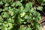 Oxalis semiloba subsp. semiloba