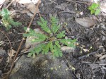 Biophytum abyssinicum