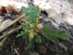 Biophytum abyssinicum