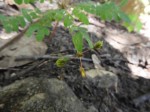 Biophytum abyssinicum