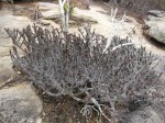 Euphorbia unicornis