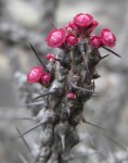 Euphorbia unicornis
