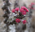 Euphorbia unicornis