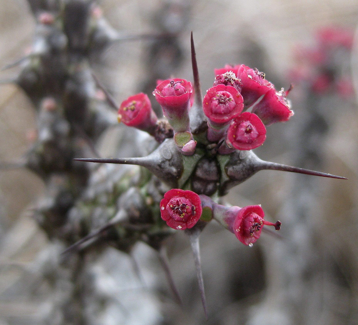 Euphorbia unicornis