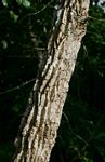 Hugonia orientalis