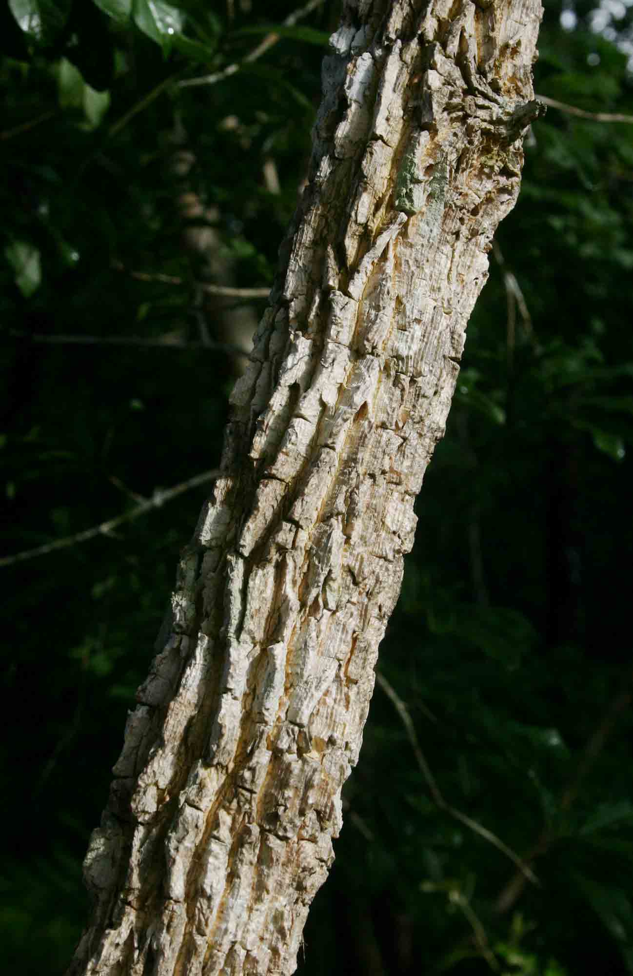 Hugonia orientalis