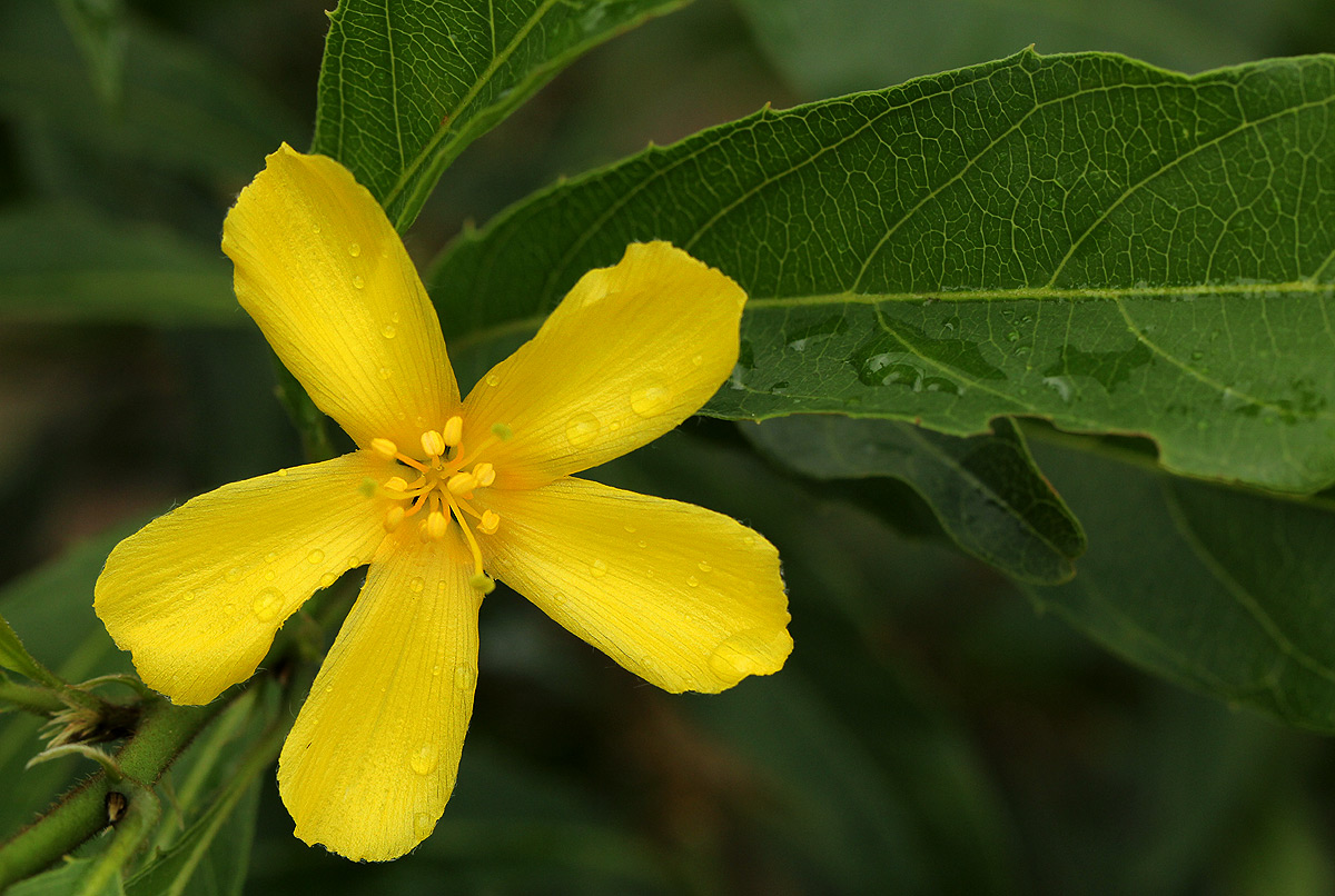 Hugonia orientalis
