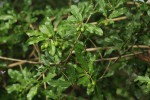 Hugonia orientalis