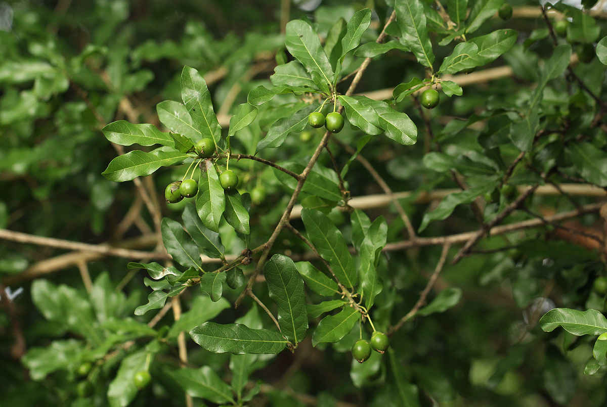 Hugonia orientalis