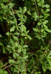 Hugonia orientalis