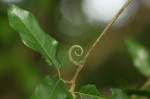 Hugonia orientalis