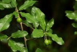 Hugonia orientalis
