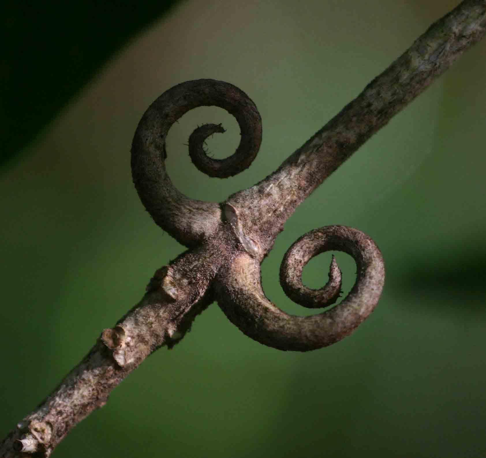 Hugonia orientalis