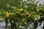 Hugonia orientalis