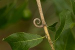 Hugonia orientalis