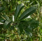 Hugonia orientalis
