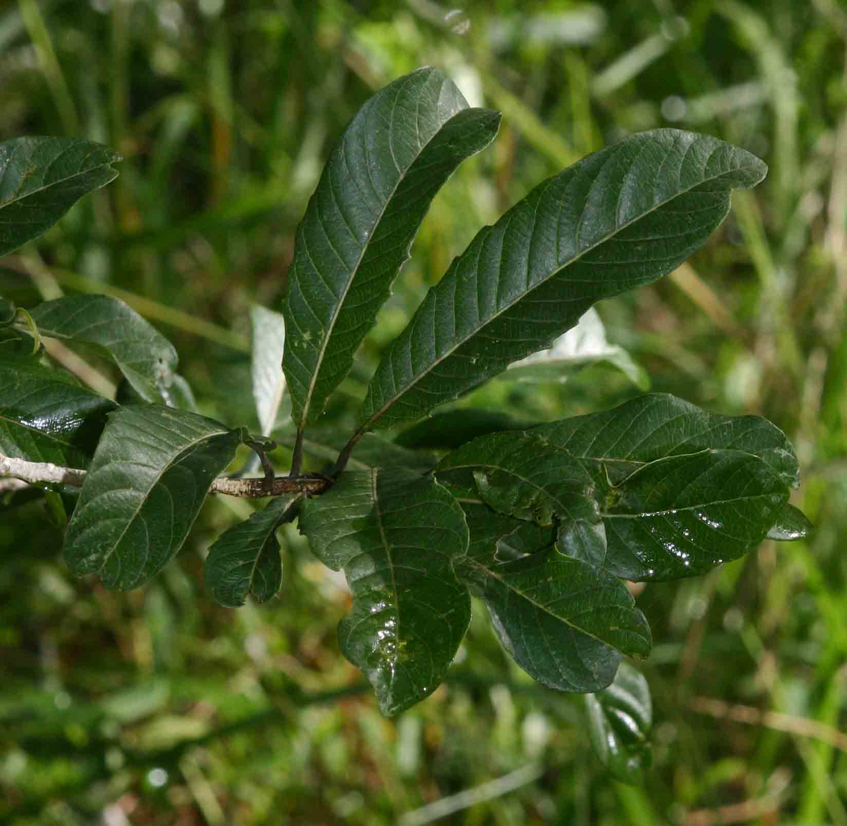 Hugonia orientalis
