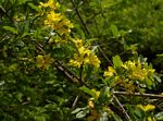 Hugonia orientalis